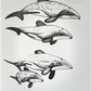 Māui Dolphin Whānau | Māui Dolphin Art Print Collection