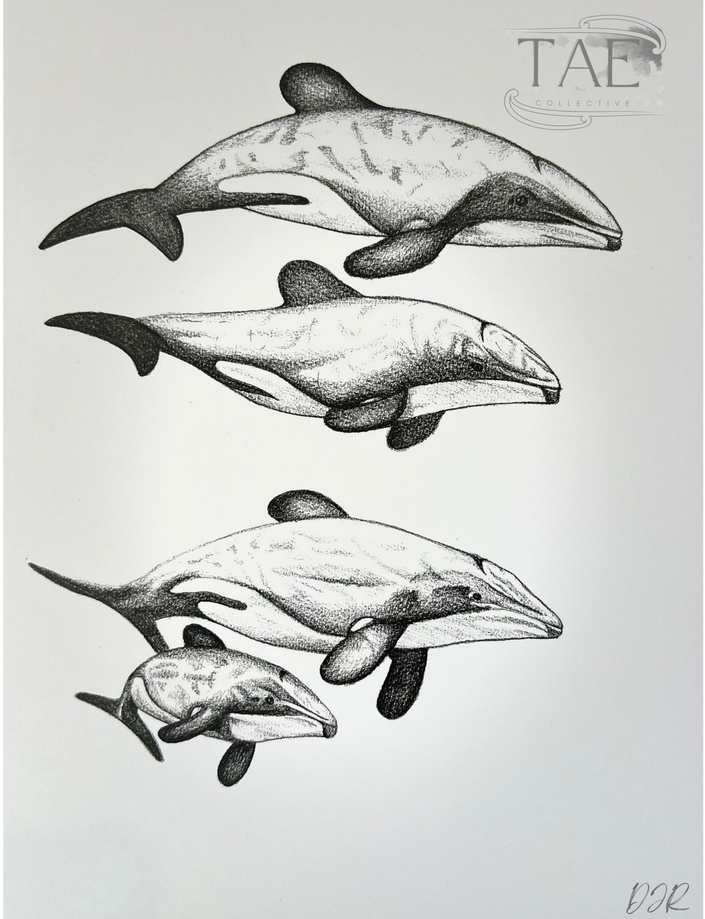 Māui Dolphin Whānau | Māui Dolphin Art Print Collection