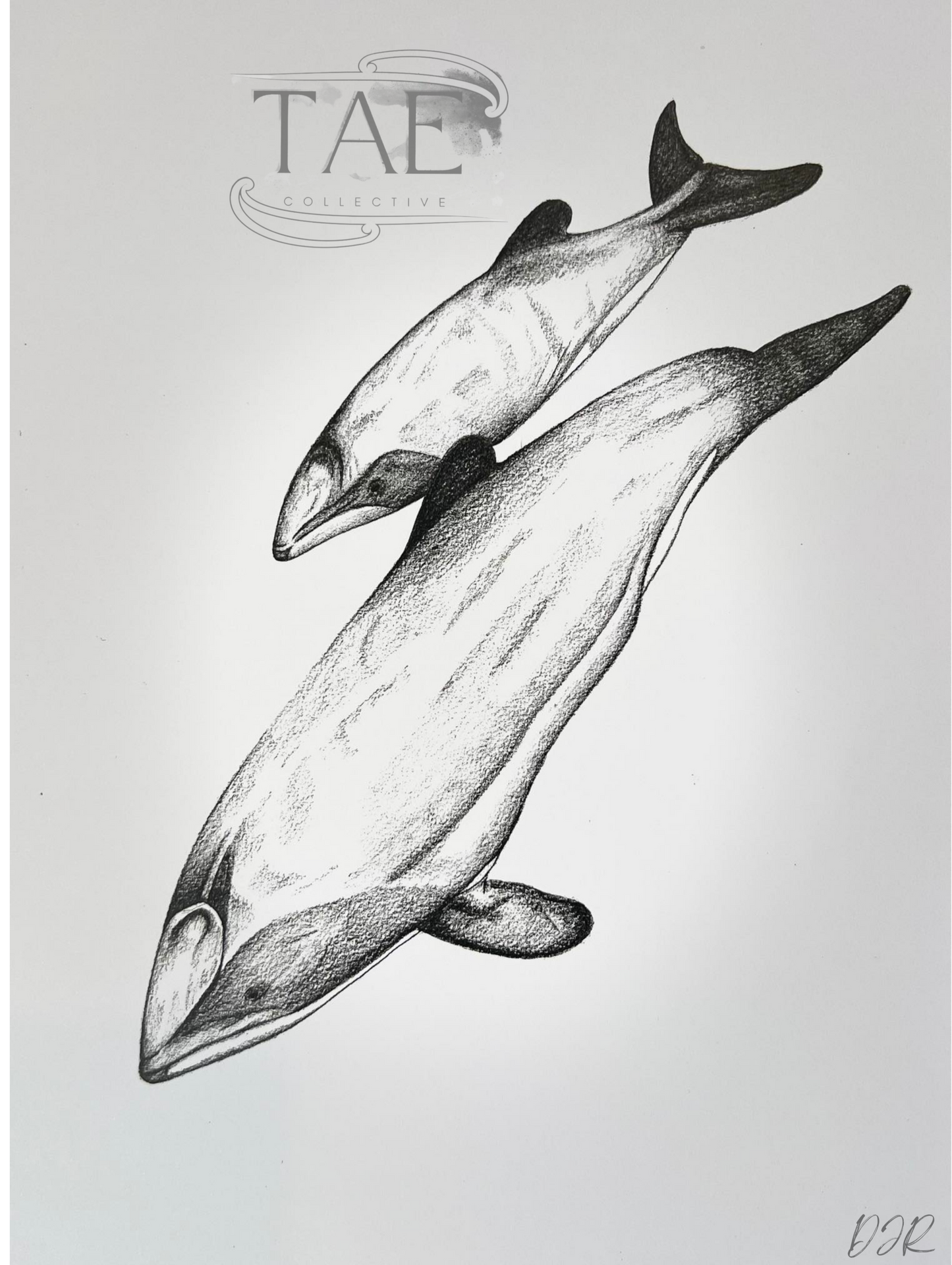 Māui Dolphin Mother and Calf Print | Māui Dolphin Art Print Collection