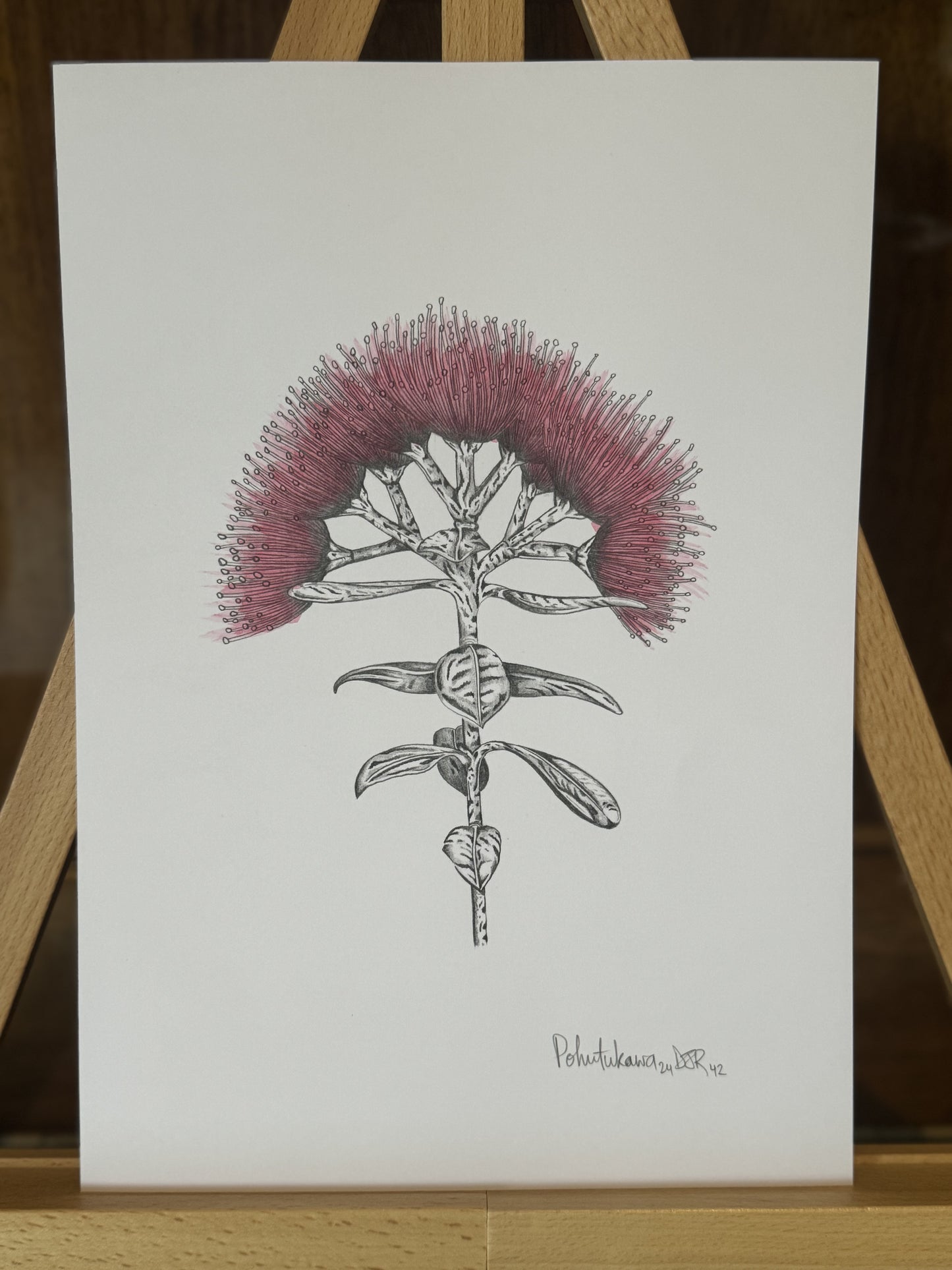 The Pohutukawa (1part of the 2024 collection)