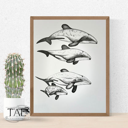 Māui Dolphin Whānau | Māui Dolphin Art Print Collection