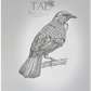 Tūī Bird | Manu (Bird) Art Print Collection