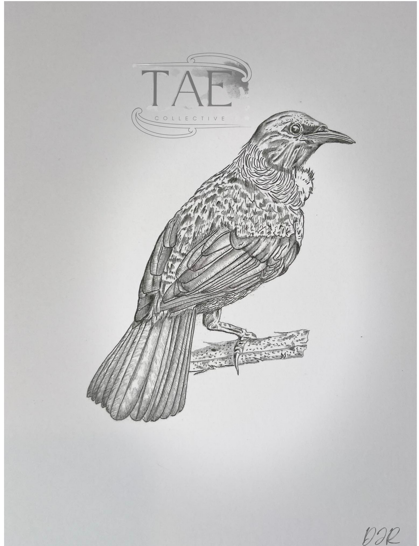 Tūī Bird | Manu (Bird) Art Print Collection